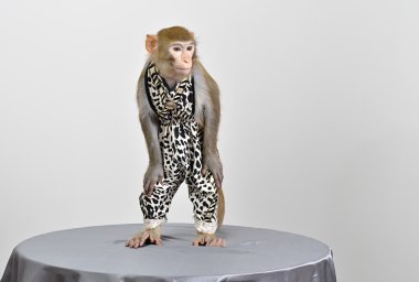 Beyaz arka plan üzerinde canlı maymun giyinmiş