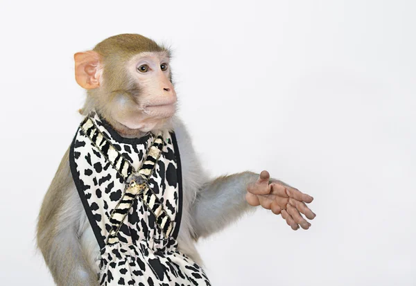 Mono vestido vivo sobre fondo blanco —  Fotos de Stock