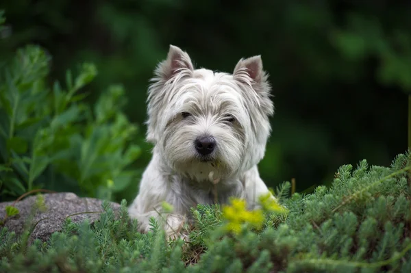 Białe westie w trawie — Zdjęcie stockowe