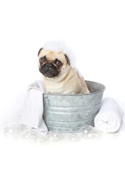 Pug bir küvette