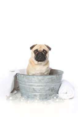 Pug bir küvette