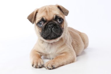 Sevimli köpek Studio