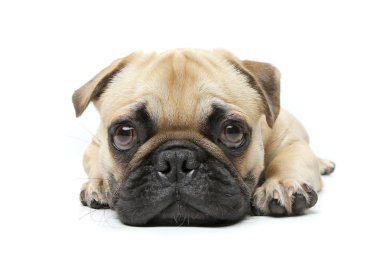 Sevimli köpek Studio