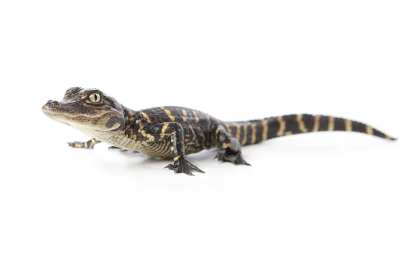 Cute Baby Alligator — Stock Photo, Image