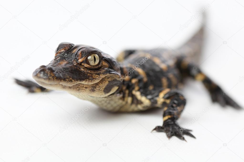 Cute Baby Alligator