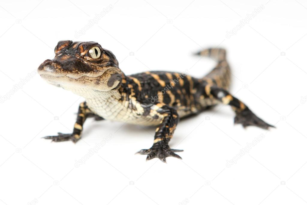 Niedlicher Baby-Alligator — Stockfoto © jasonlavelle #94283992