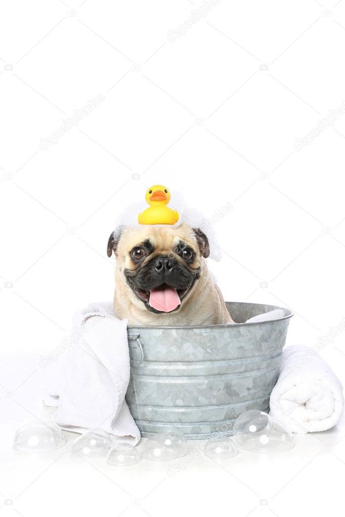 pug in bathtub