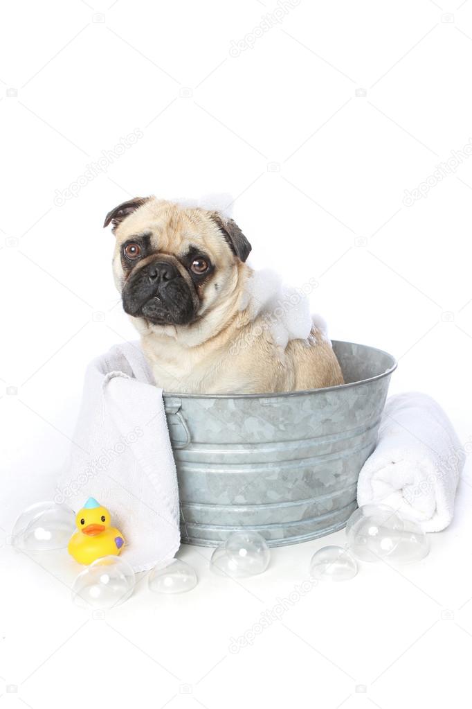 Pug in a Tub