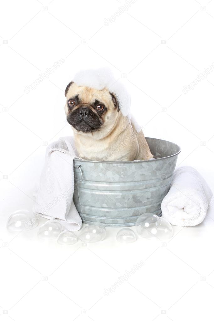 Pug in a Tub