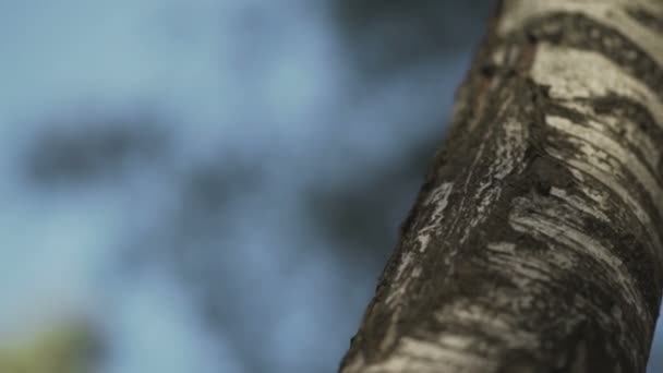 在木材的女人手 — 图库视频影像