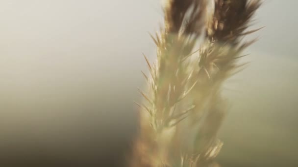 Trigo en macro de campo — Vídeo de stock