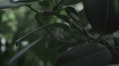 Yeşil gümüş küpe