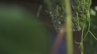 mavi ceket üzerinde ahşap arka plan asılı