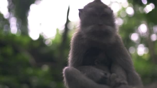 有孩子的猴子妈妈 — 图库视频影像