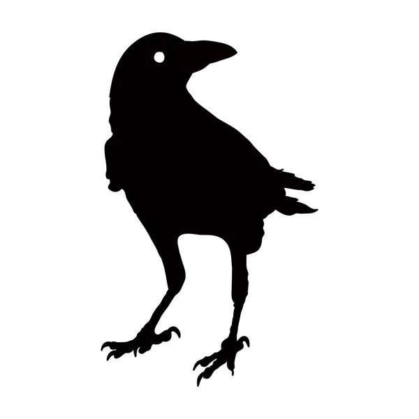 Vector silhouette of a crows in different positions. vector outline. — Stock Vector