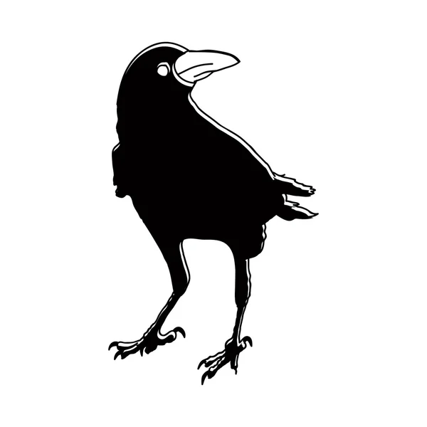 La silueta vectorial de los cuervos en las posiciones diferentes. contorno vectorial . — Archivo Imágenes Vectoriales