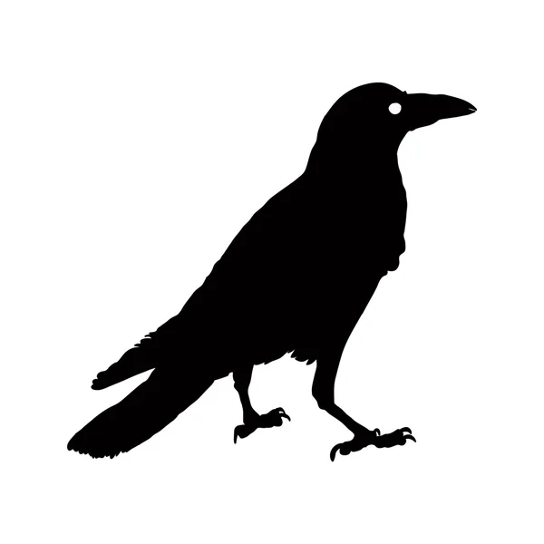 Vector silhouette of a crows in different positions. vector outline. — Stock Vector