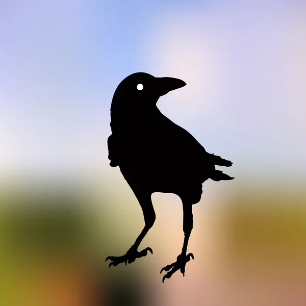 Silhouette vettoriale di un corvo in posizioni diverse. schema vettoriale . — Vettoriale Stock