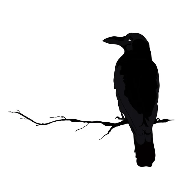 Silhouette vectorielle d'un corbeau dans différentes positions. contour vectoriel . — Image vectorielle