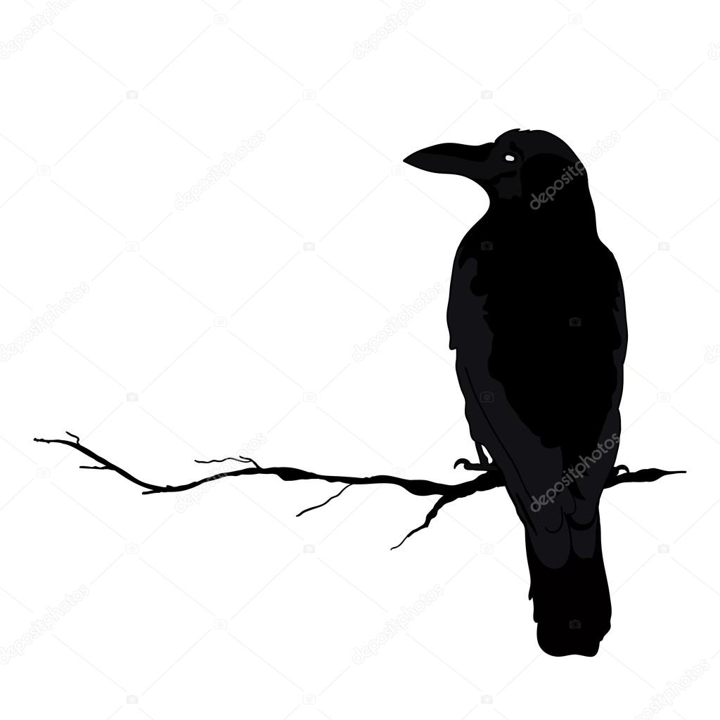 vector silhouette of a crows in different positions. vector outline.