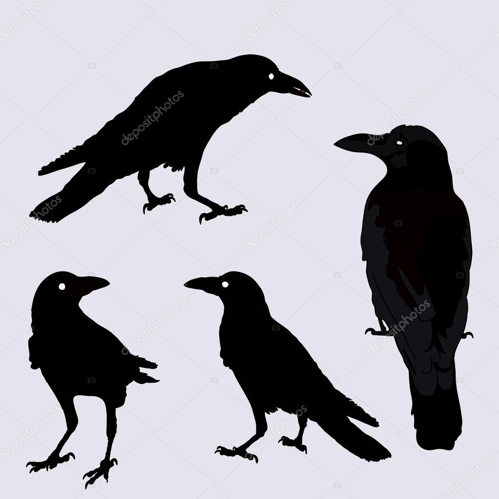 vector silhouette of a crows in different positions.