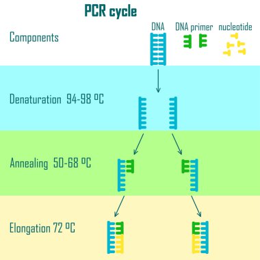 PCR döngüsü aşamaları 