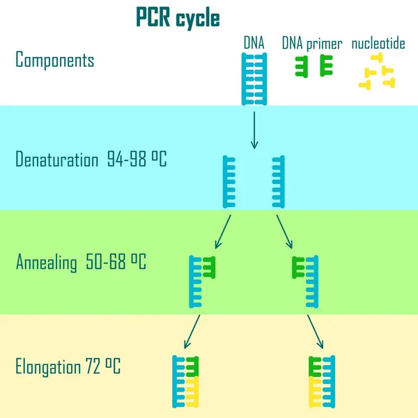 Pcr cycle stages — Stock Vector