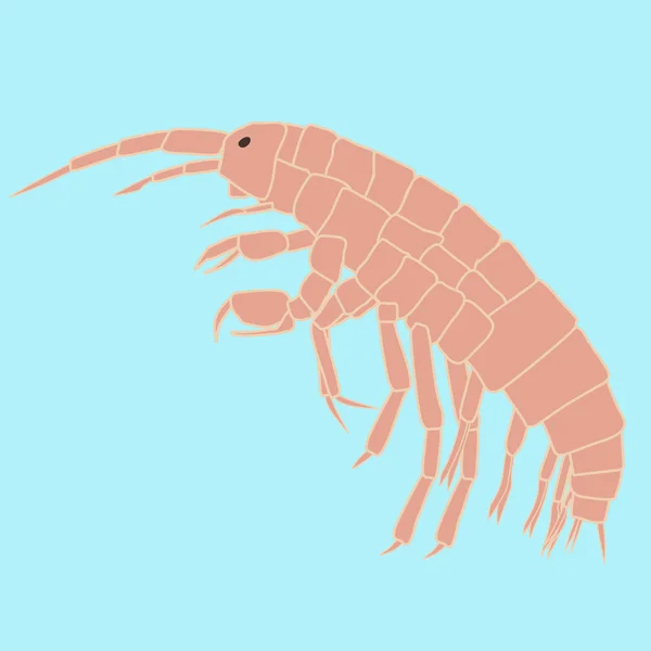 Amphipoda animal pequeño, organismo planctónico — Vector de stock