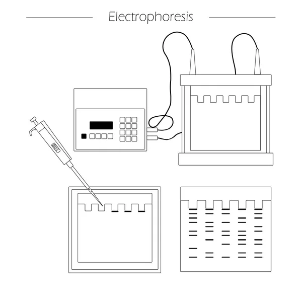 Electrophoresis outline icon — Stock Vector