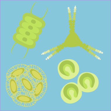 phytoplankton small organisms clipart