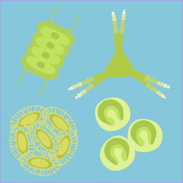 Phytoplankton small organisms — Stock Vector