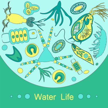 Plankton fitoplankton plankton anahat