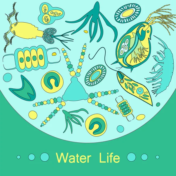 Plankton fitoplanktonu zooplankton konspektu — Wektor stockowy