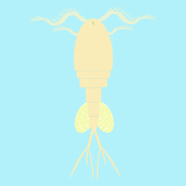Циклоп - водна блоха - невелика планктонна тварина — стоковий вектор