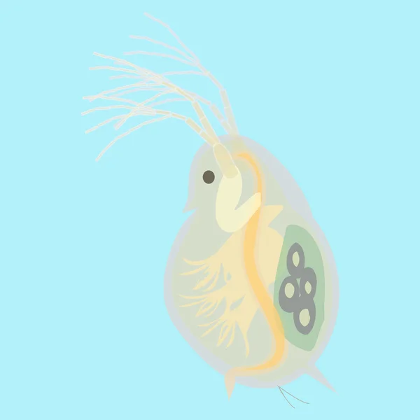 Daphnia - petit animal planctonique — Image vectorielle