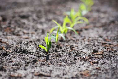 Tarlada bir sıra taze mısır filizleri. Bahar geldi..