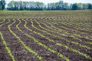 Kıvrımlı mısır tarlaları. 