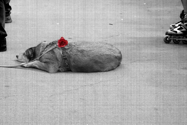 "Peace" - Amsterdam / Netherlands - 2008 — Stock Photo, Image