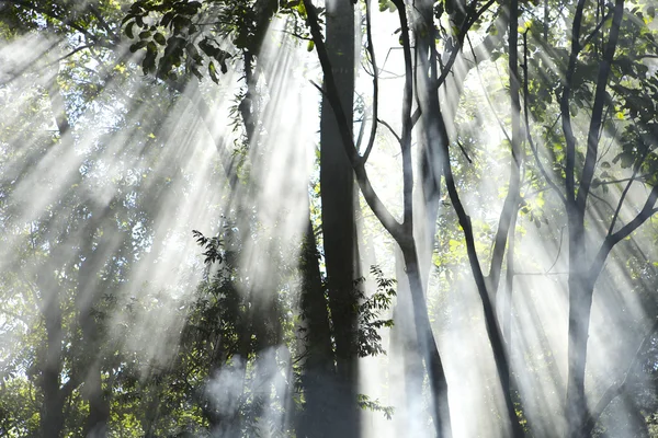 "Madre Naturaleza "- Serra da Cantareira - Brasil - 2014 — Foto de Stock