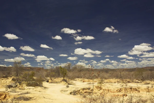 "Sertao, desierto brasileño "- Piaui - Brasil - 2012 —  Fotos de Stock