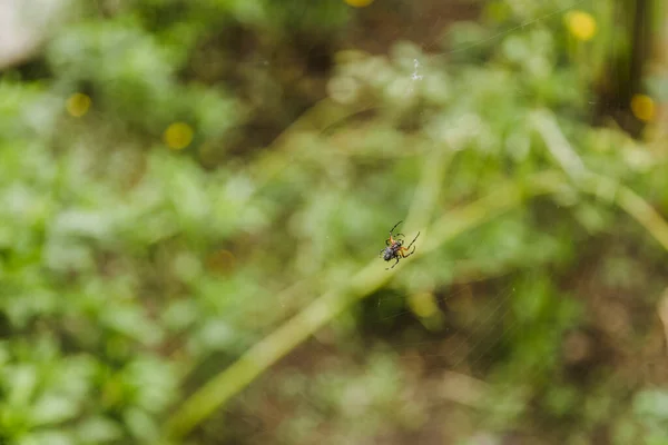 Pequeño Negro Con Araña Naranja Tejiendo Telaraña Medio Del Bosque —  Fotos de Stock