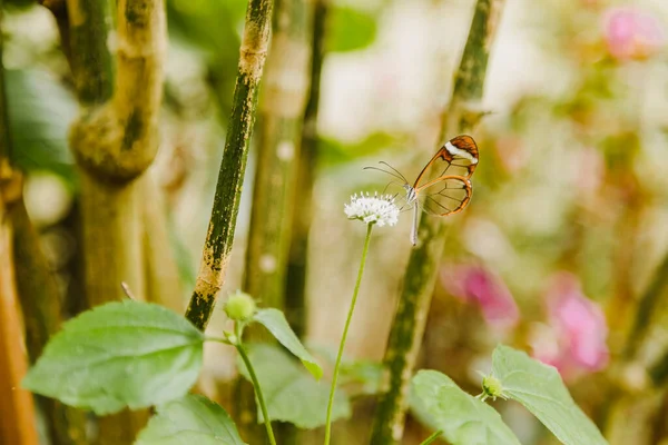 葉や緑の植生の真ん中で閉じたガラス蝶 白い花の上に立って その自然の生息地で蝶 — ストック写真