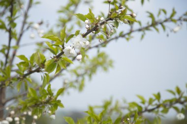 Mavi gökyüzü karşı beyaz çiçeği