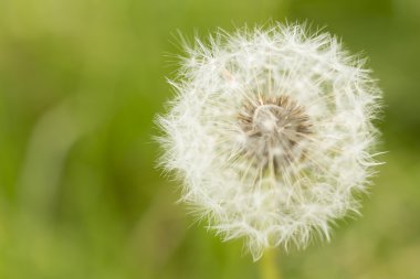 Karahindiba tohumlarını kapatın.