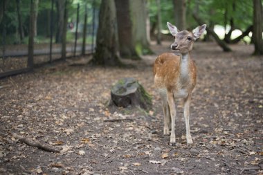 Kamera seyir geyik geçti