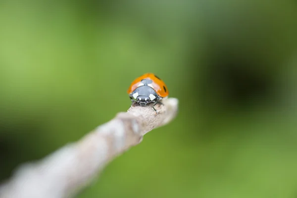 Lady vogel op een takje — Stockfoto