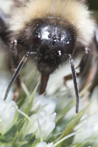 Macro de una abeja melífera, extremo de cerca — Foto de Stock