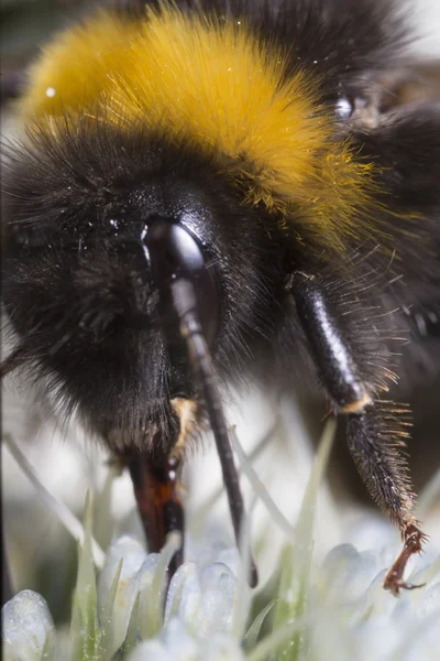 Bumble μέλισσα extrem κοντινό πλάνο — Φωτογραφία Αρχείου