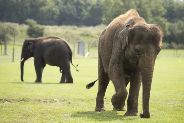 stock image Elephant walking on grass