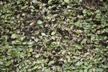 Hedge değişiklik kış yaklaşırken yapraklar.